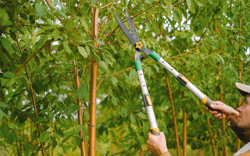 Tree trimming in Wainscott, NY